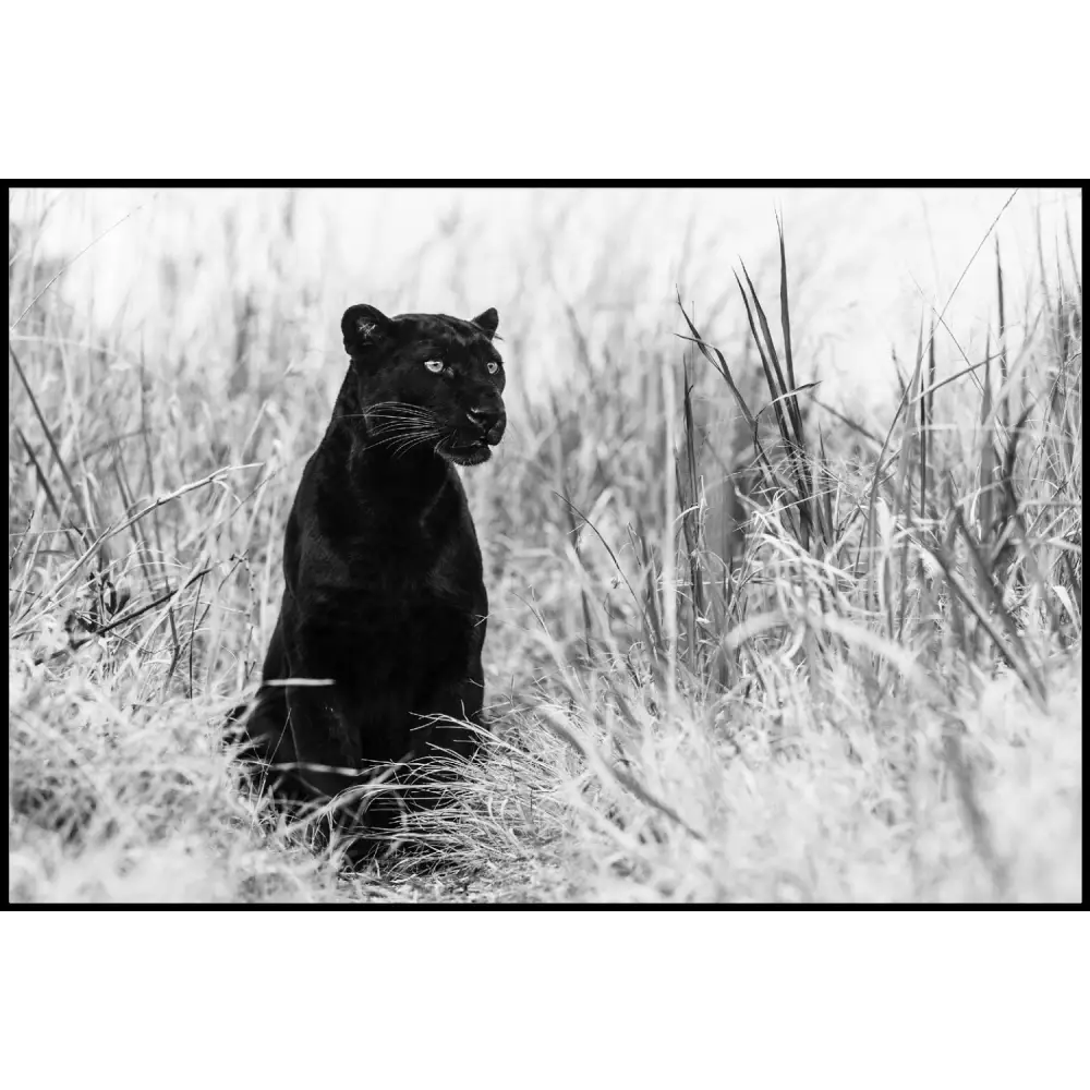 Black Leopard Poster