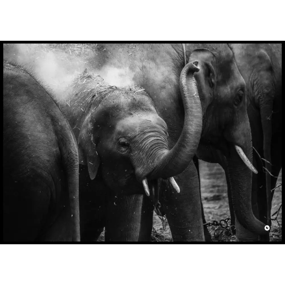 Elephant Family Poster