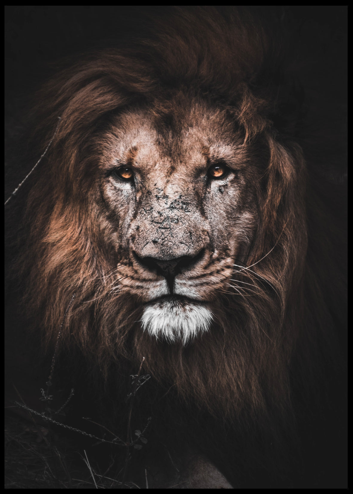 Lion Poster