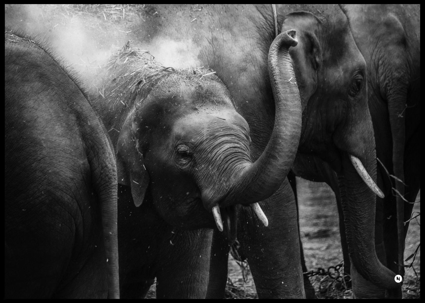 Elephant Family Poster