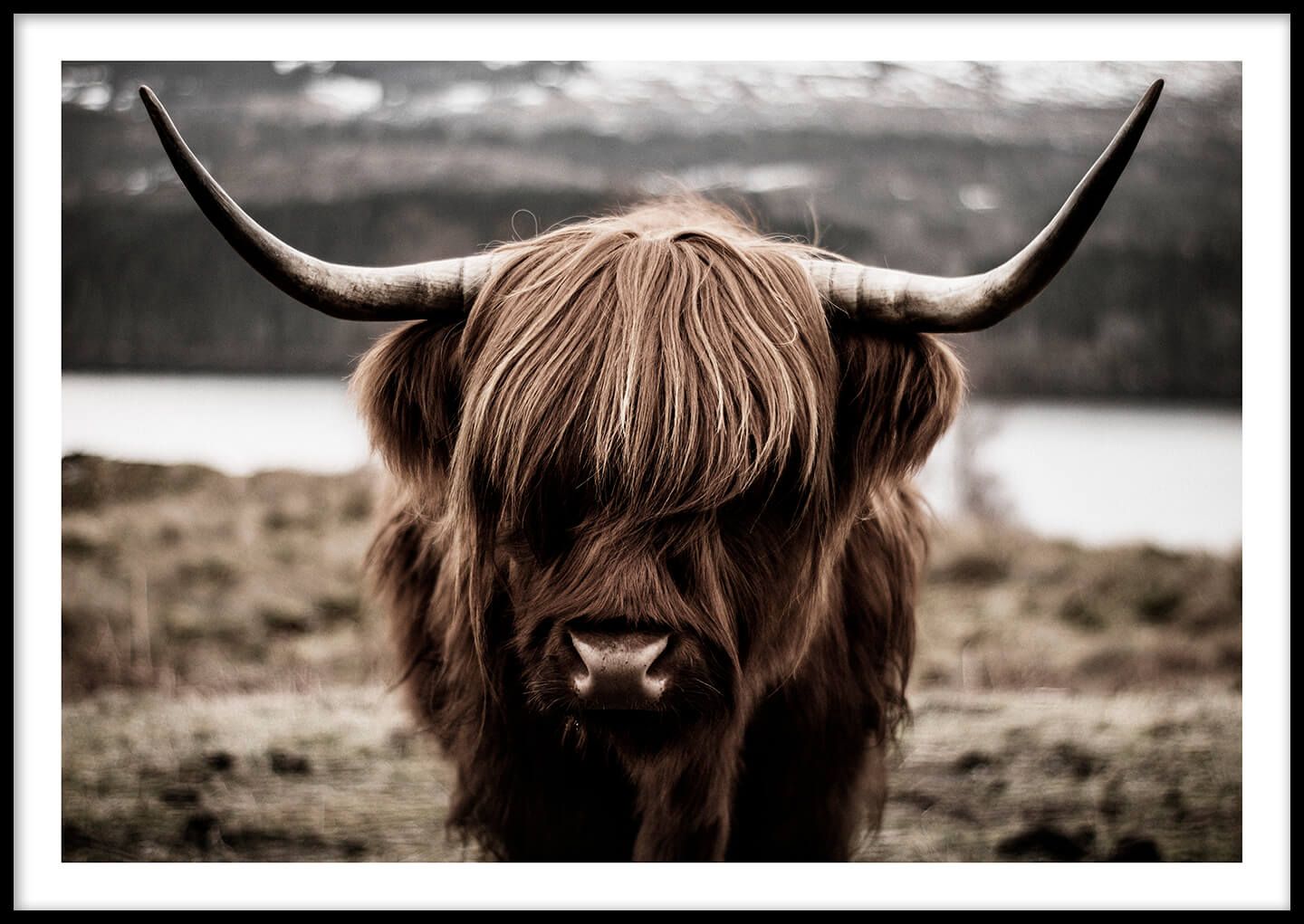 Highland Cow Poster