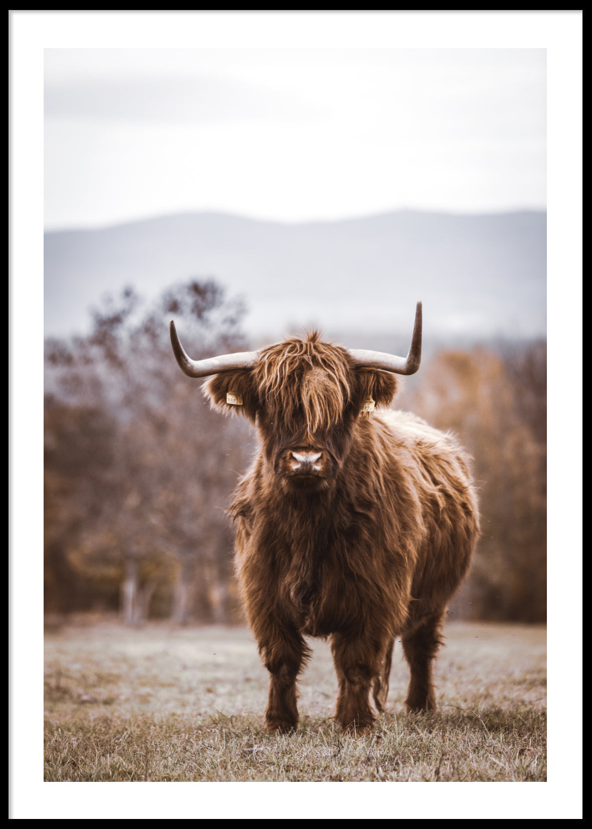 Highland Cow No2 Poster