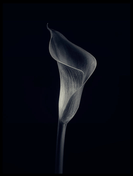 Calla Lily Poster