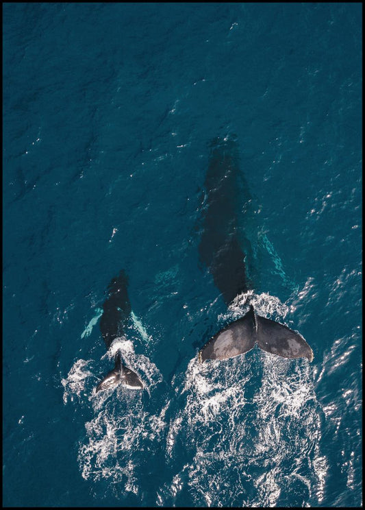 Whale Family Poster