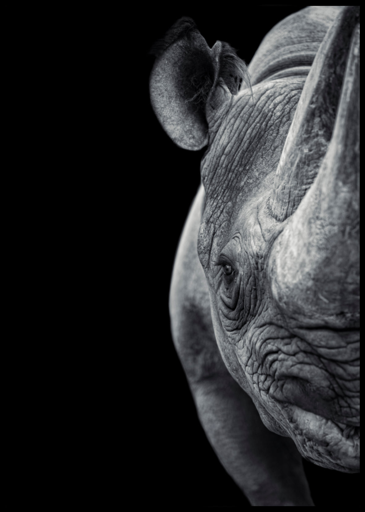 Rhino Poster