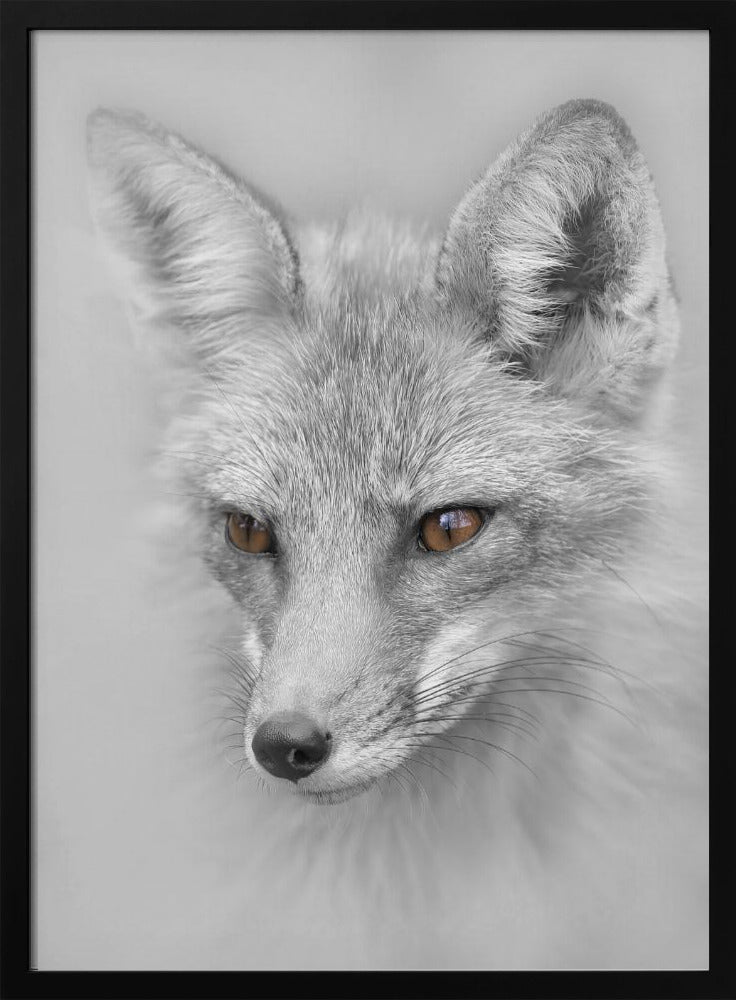 Red Fox Portrait Poster