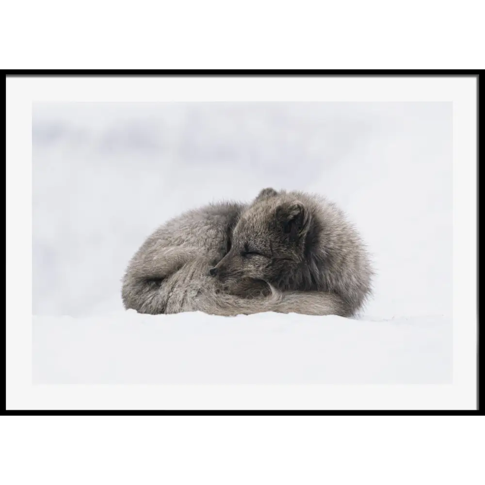 Arctic Fox Poster