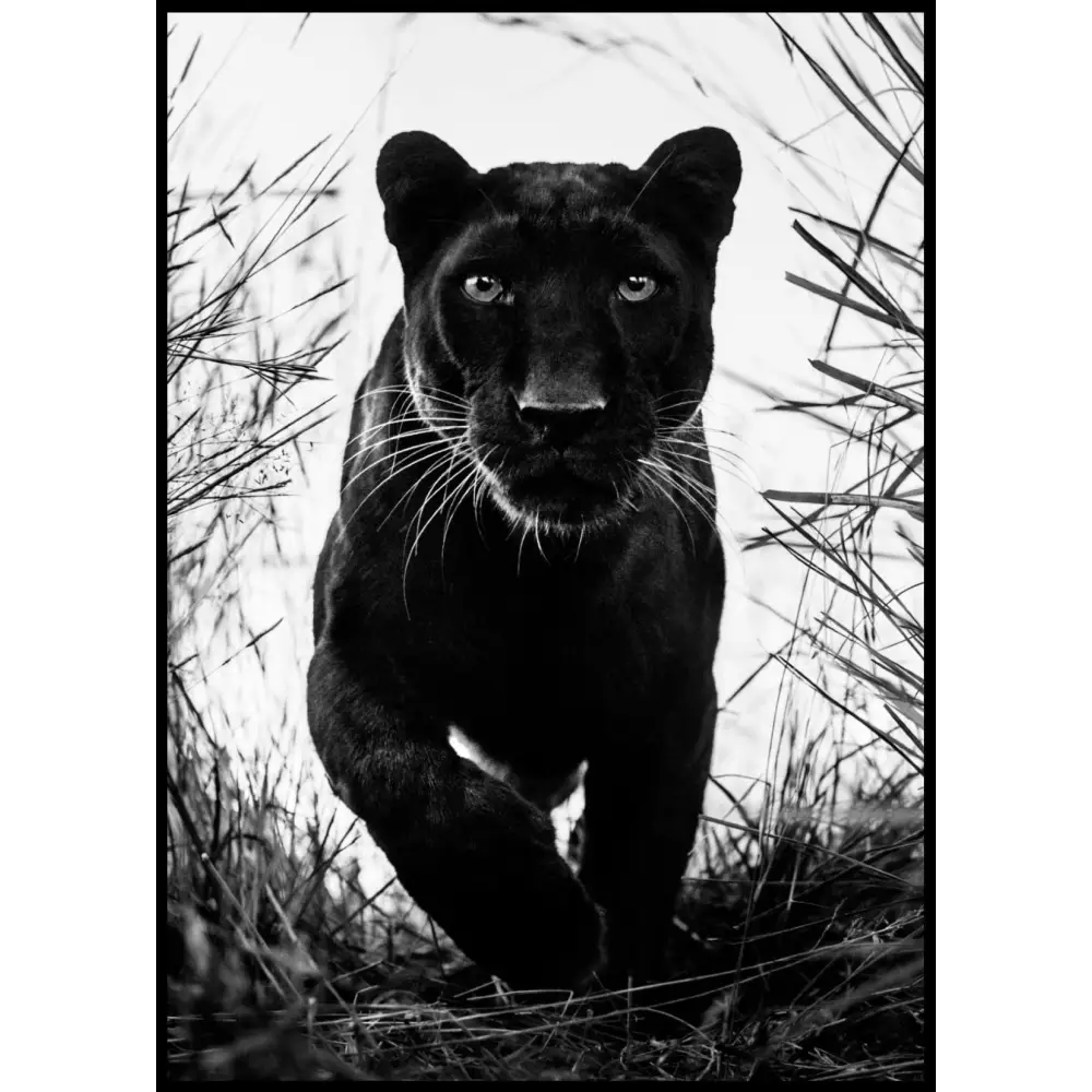 Black Leopard No2 Poster