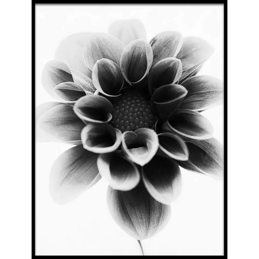 Dahlia Poster