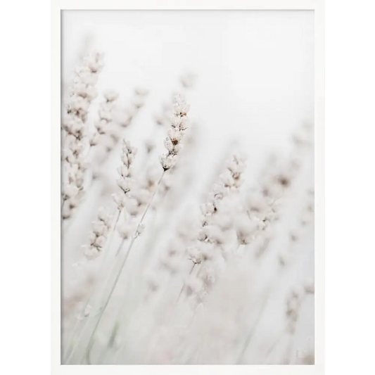 Grass straws Poster - 2125477