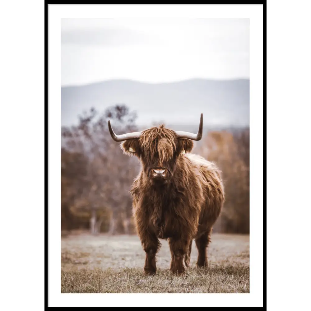 Highland Cow No2 Poster