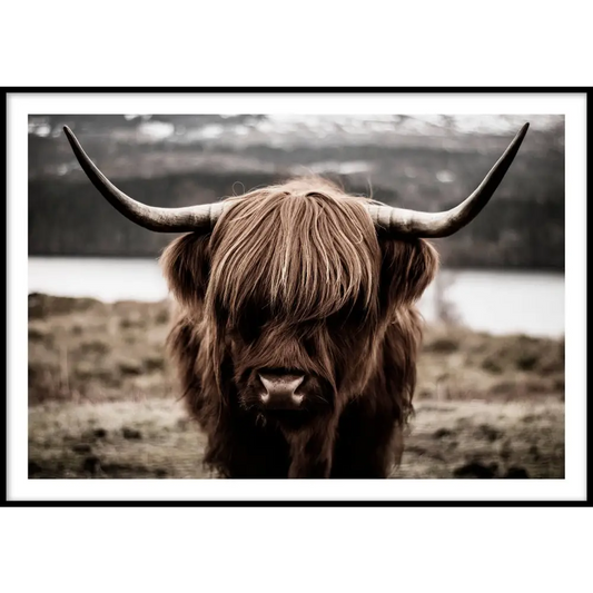 Highland Cow Poster