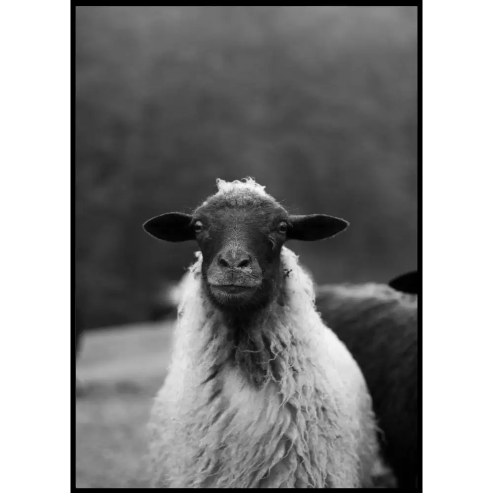 Sheep Poster