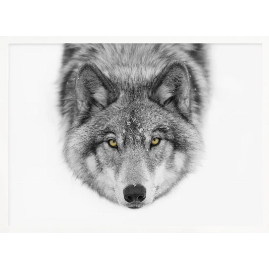Timber Wolf No2 Poster - 1636478