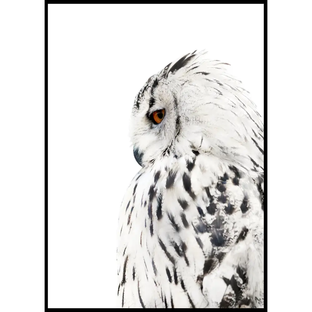White Owl Poster