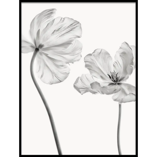 White Tulp Poster
